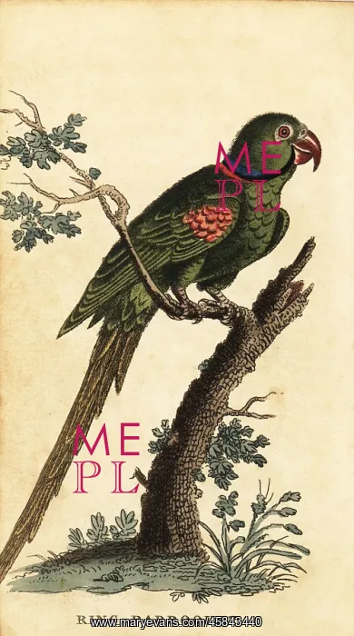  : Alexandrine parakeet, Psittacula eupatria