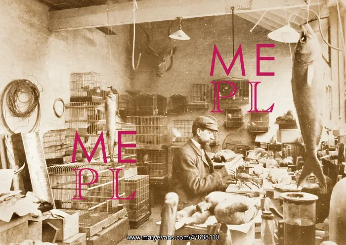 : Alfred Minall, taxidermist : Alfred Minall, taxidermist