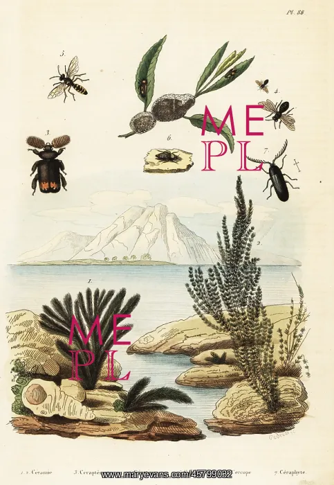: Algae, bee, wasp and froghopper : Algae, bee, wasp and froghopper