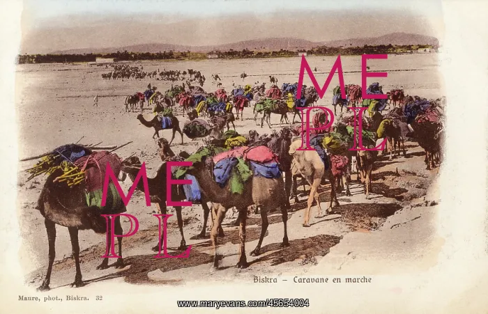  : Algeria - Biskra - Camel Caravan on the move