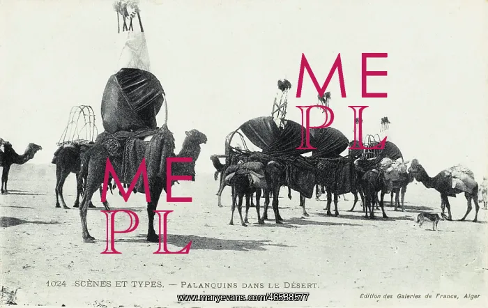: Algeria - Camel Transport : Algeria - Camel Transport