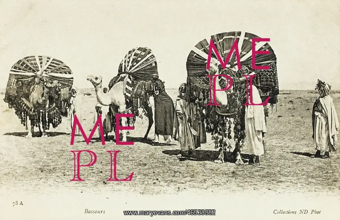 : Algeria - Camel Transport : Algeria - Camel Transport