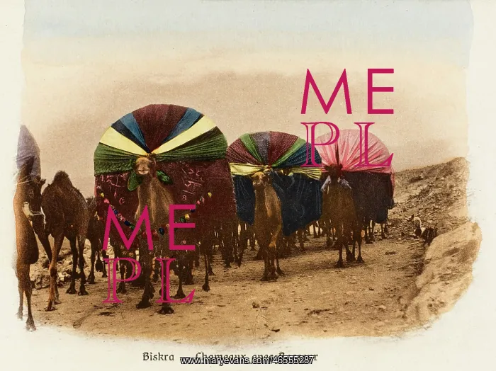 : Algeria - Camel Transport : Algeria - Camel Transport