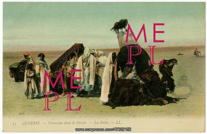 : Algeria - Camel Transport : Algeria - Camel Transport