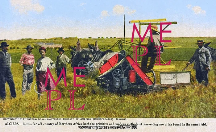 : Algiers, Algeria - Harvesting by Mechanical & handheld means : Algiers, Algeria - Harvesting by Mechanical & handheld means