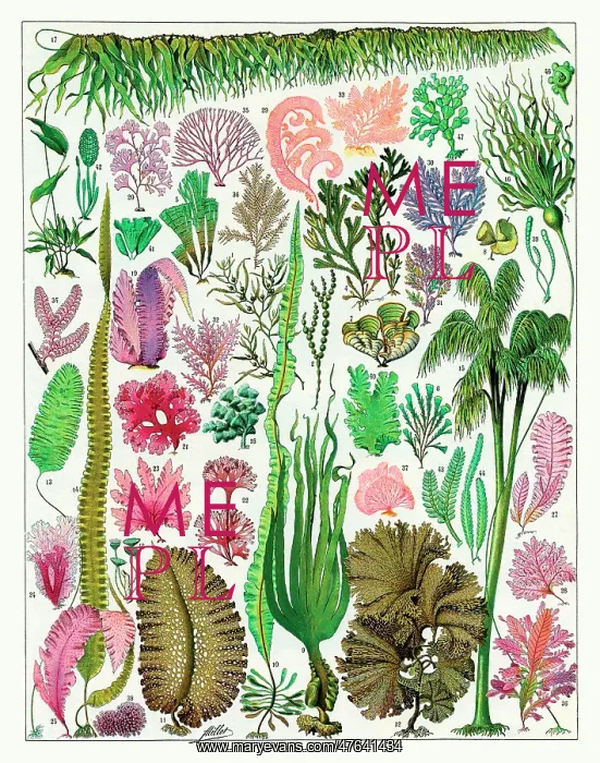 : Algues - algae : Algues - algae
