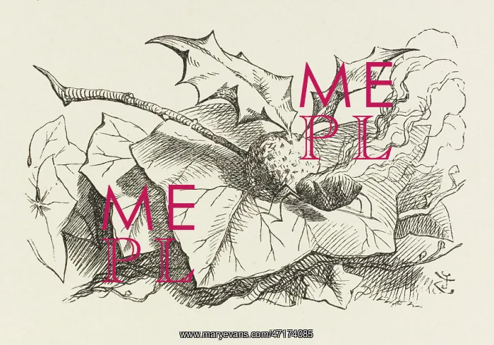 : ALICE / SNAP-DRAGON-FLY : ALICE / SNAP-DRAGON-FLY