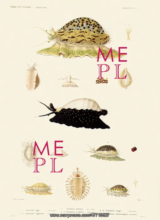  : All Kinds of Sea Snails