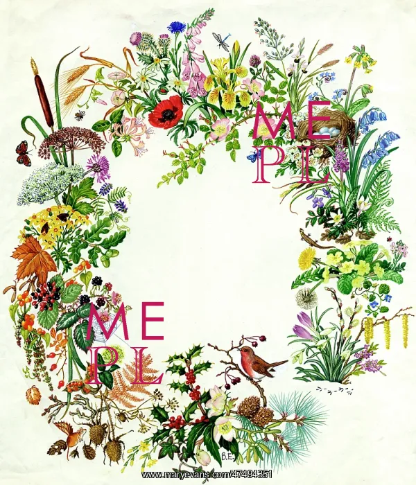 : All Seasons - cornflower, thistle, convolvulus : All Seasons - cornflower, thistle, convolvulus