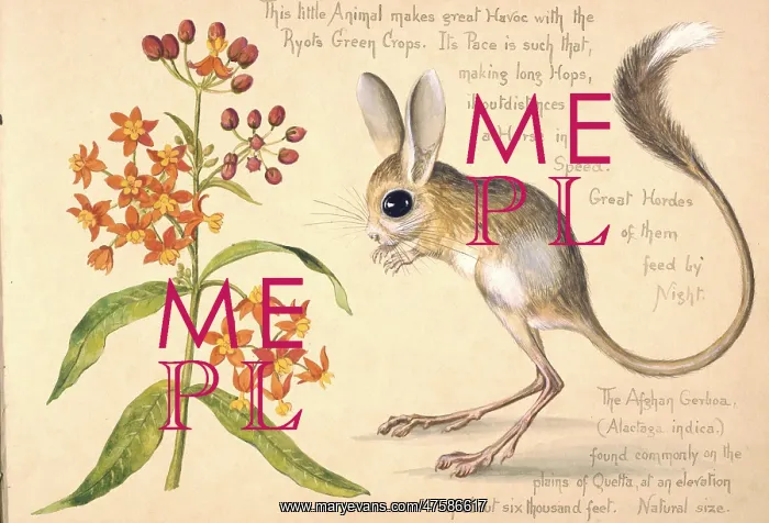 : Allactaga euphratica, Euphrates jerboa : Allactaga euphratica, Euphrates jerboa
