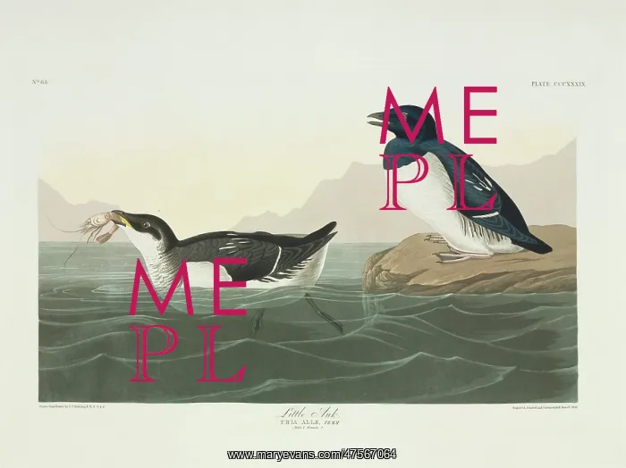 : Alle alle, little auk : Alle alle, little auk