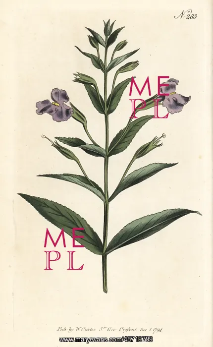 : Allegheny monkeyflower, Mimulus ringens : Allegheny monkeyflower, Mimulus ringens
