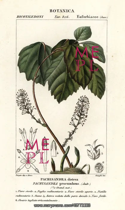 : Allegheny spurge, Pachysandra procumbens : Allegheny spurge, Pachysandra procumbens