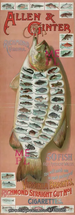 : Allen & Ginter, Richmond, Virginia. 50 fish from American wa : Allen & Ginter, Richmond, Virginia. 50 fish from American wa