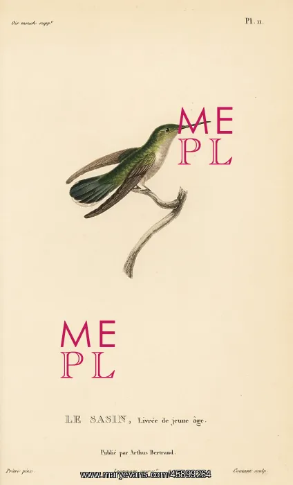 : Allen's hummingbird, Selasphorus sasin. Juvenile female : Allen's hummingbird, Selasphorus sasin. Juvenile female
