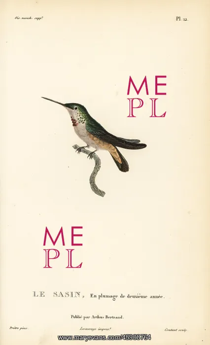 : Allen's hummingbird, Selasphorus sasin. Second year plumage : Allen's hummingbird, Selasphorus sasin. Second year plumage
