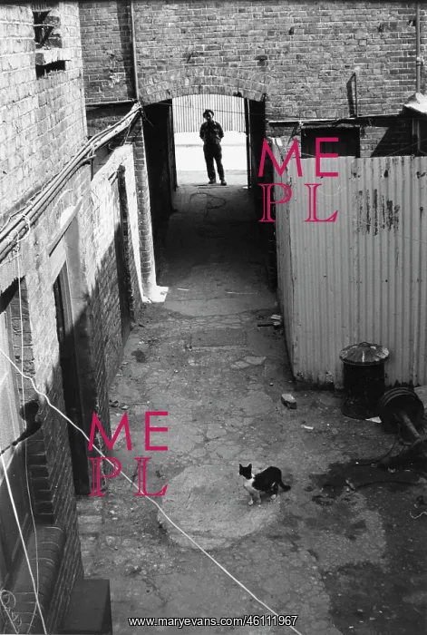 : Alleyway showdown between man and cat : Alleyway showdown between man and cat