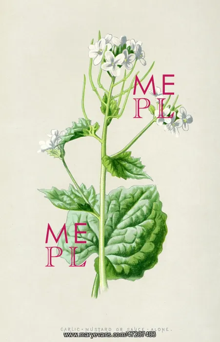  : ALLIARIA OFFICINALIS