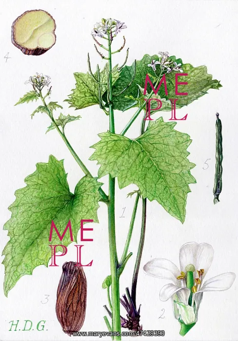 : Alliaria officinalis