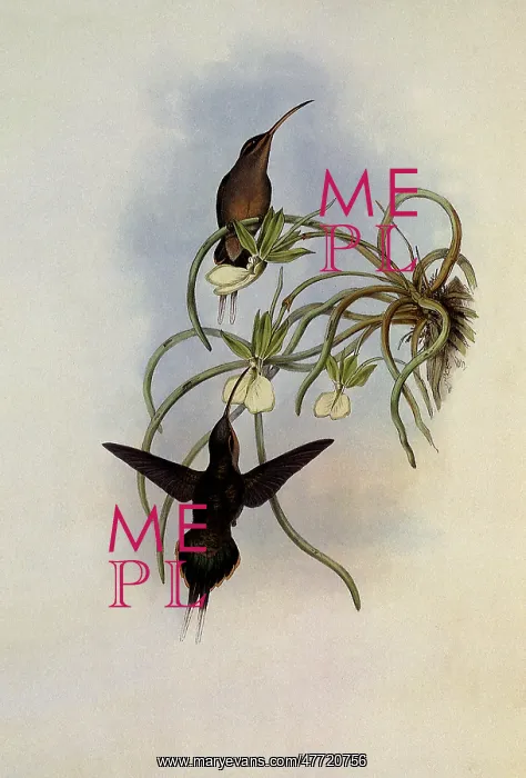 : Allied Hermit, PhaEothornis Fraterculus : Allied Hermit, PhaEothornis Fraterculus