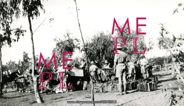 : Allied troops with camels, Mesopotamia, WW1 : Allied troops with camels, Mesopotamia, WW1