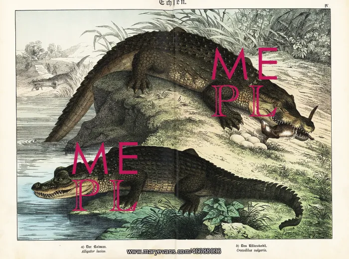 : Alligator and crocodile : Alligator and crocodile