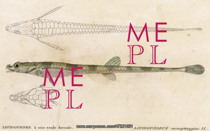  : ALLIGATOR FISH
