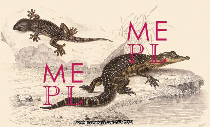  : An Alligator and a Gecko
