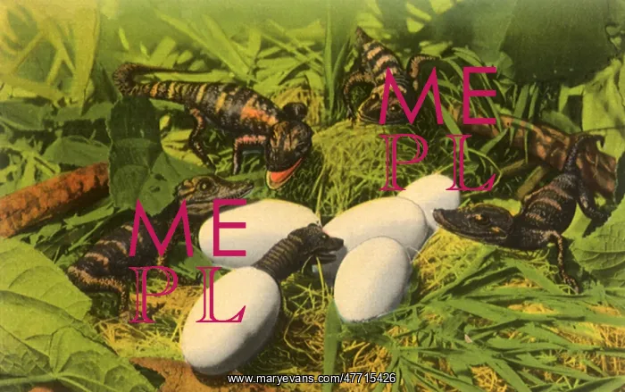 : Alligator Hatchlings : Alligator Hatchlings