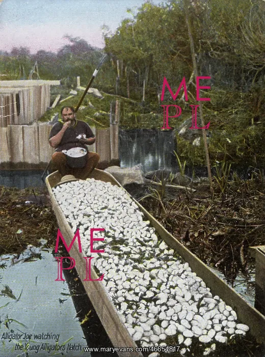 : Alligator Joe watching young Alligators hatch from their egg : Alligator Joe watching young Alligators hatch from their egg