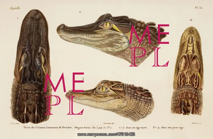 : Alligator mississippiensis, alligator : Alligator mississippiensis, alligator