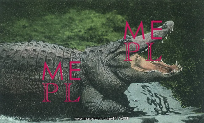  : Alligator with Open Jaws