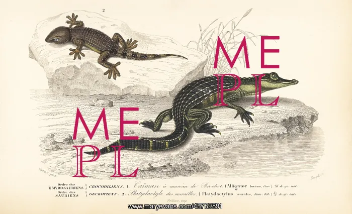 : Alligator and wall gecko : Alligator and wall gecko