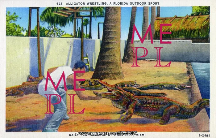  : Alligator Wrestling, Musa Isle, Miami, Florida, USA