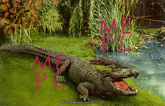  : Alligators