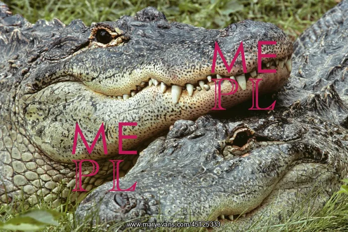 : Two Alligators Alligator Mississippiensis Looking : Two Alligators Alligator Mississippiensis Looking