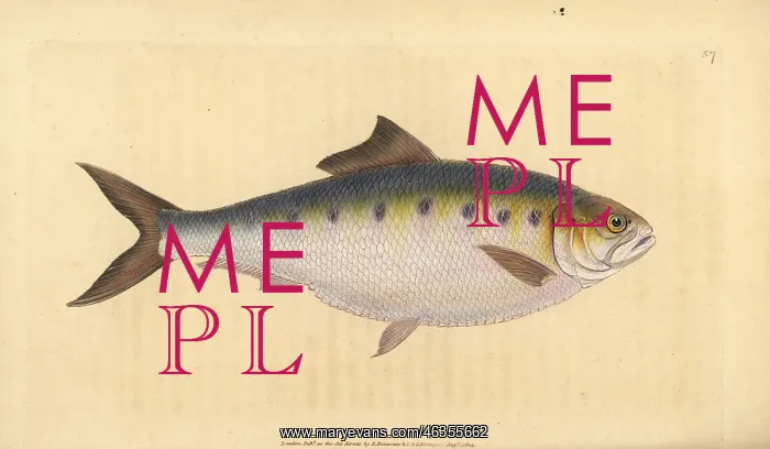 : Allis shad, Alosa alosa : Allis shad, Alosa alosa