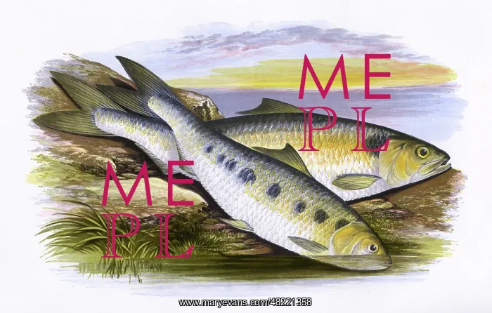 : Allis Shad and Twaite Shad : Allis Shad and Twaite Shad