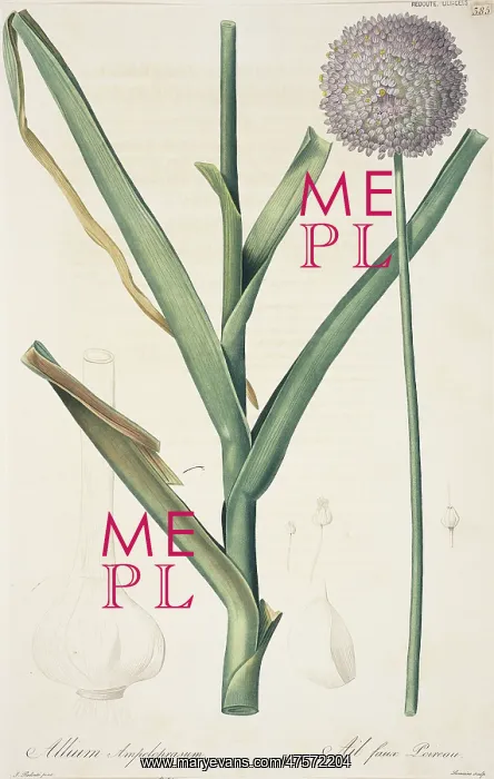 : Allium ampeloprasum, broadleaf wild leek : Allium ampeloprasum, broadleaf wild leek