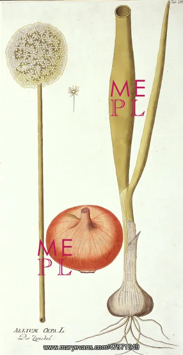 : Allium cepa, onion : Allium cepa, onion