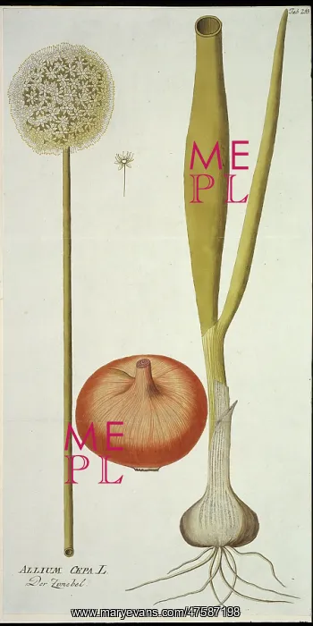 : Allium cepa, onion : Allium cepa, onion