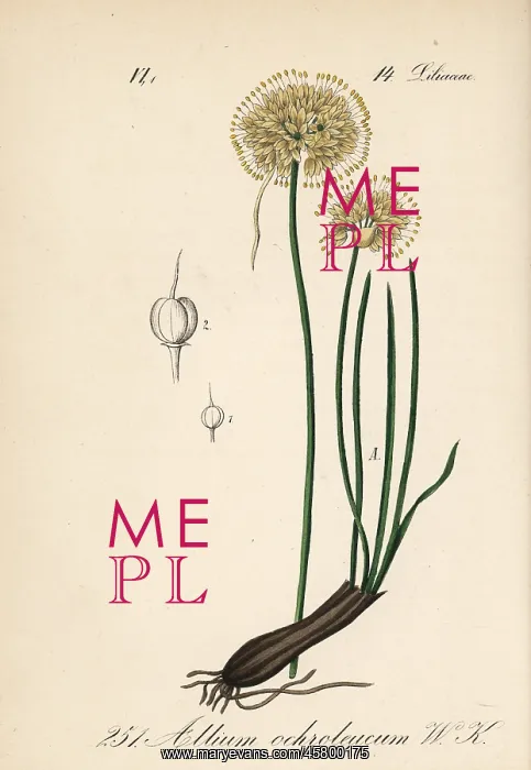 : Allium ericetorum : Allium ericetorum