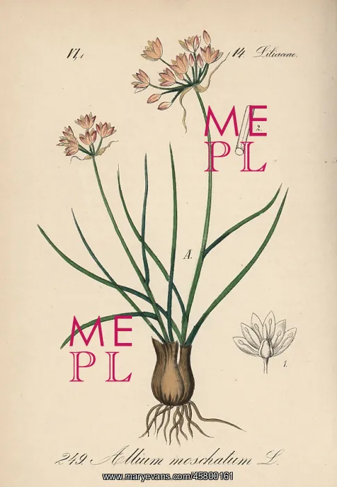 : Allium moschatum : Allium moschatum