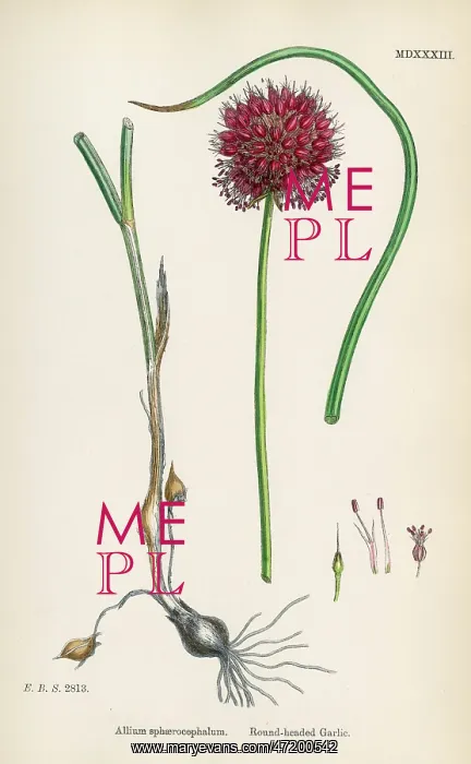 : ALLIUM-ROUND HEAD GARLIC
