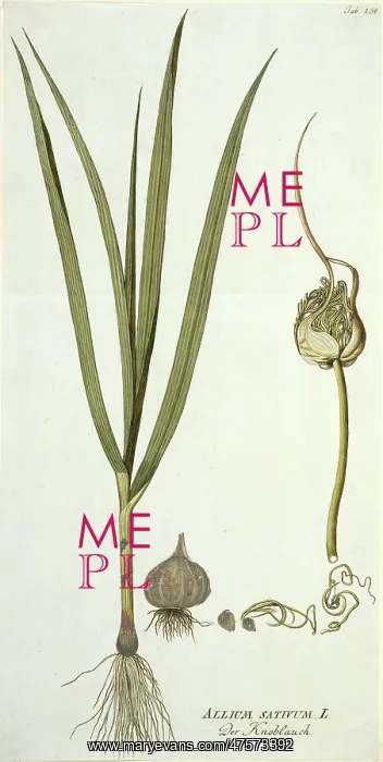 : Allium sativum, garlic : Allium sativum, garlic