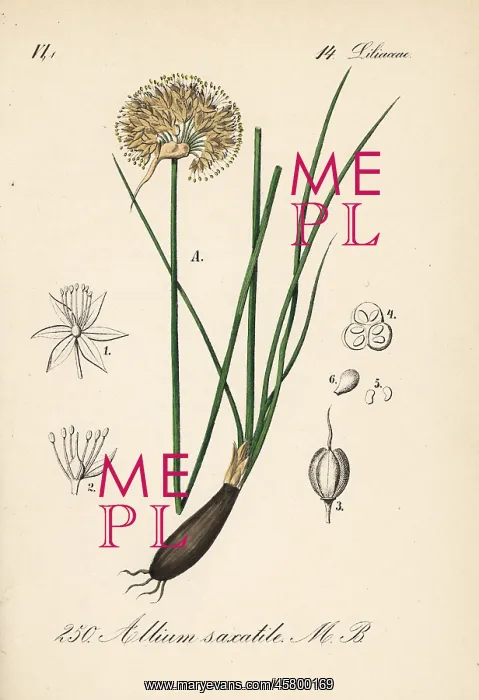 : Allium saxatile : Allium saxatile