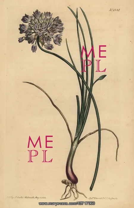 : Allium stellerianum : Allium stellerianum