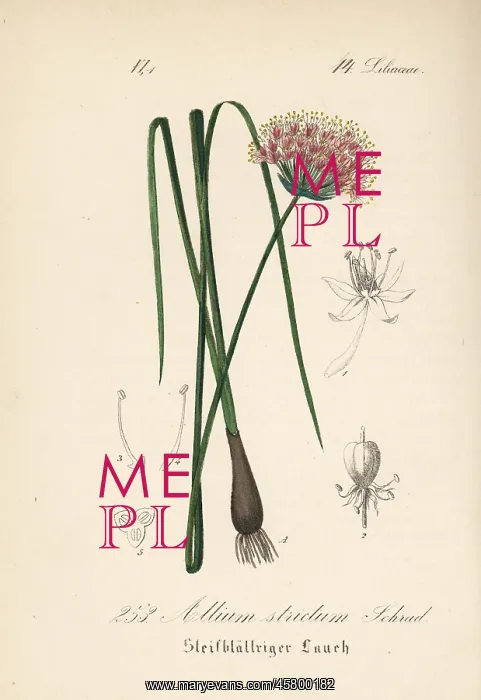 : Allium strictum : Allium strictum