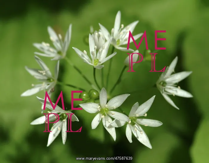: Allium ursinum, wild garlic : Allium ursinum, wild garlic