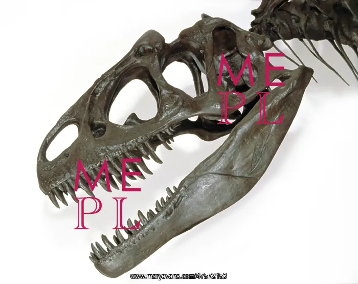 : Allosaurus : Allosaurus